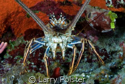 One of many in Little Cayman by Larry Polster 